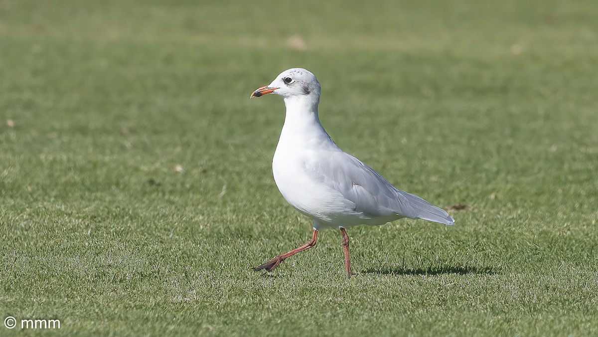 Mediterranean Gull - ML642479598