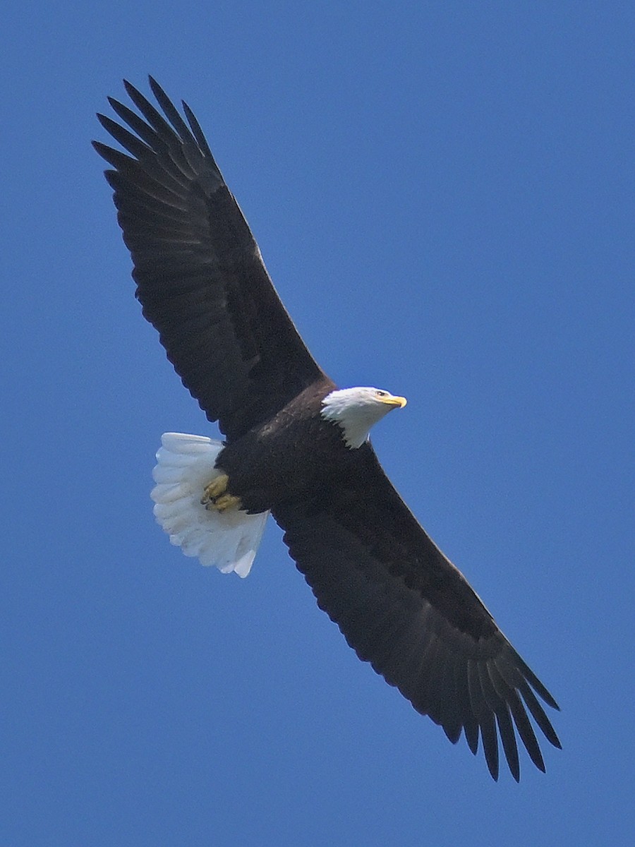 Bald Eagle - ML642479612