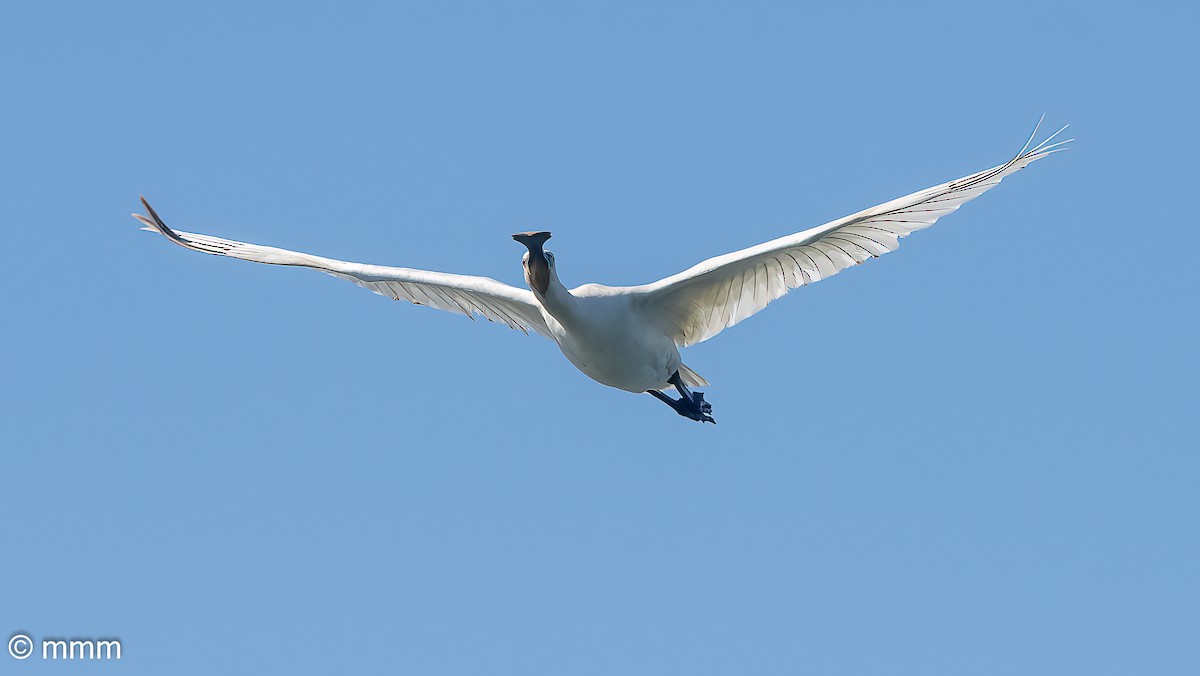 Eurasian Spoonbill - ML642479614