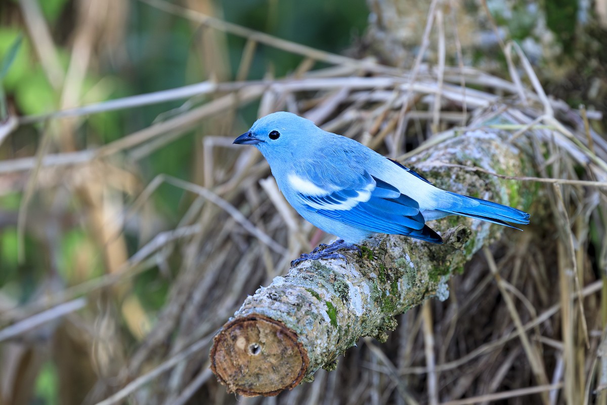 Blue-gray Tanager - ML642479616
