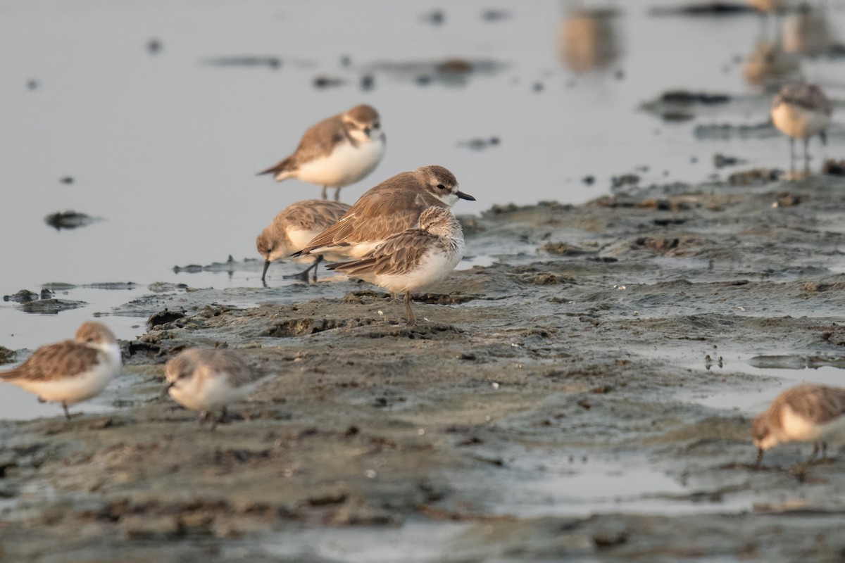 Tibetan Sand-Plover - ML642479618