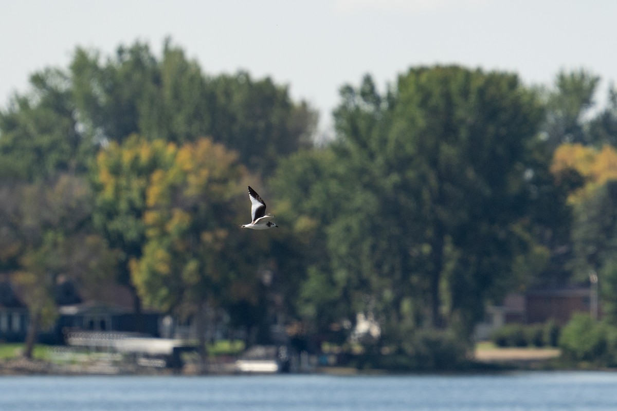 叉尾鷗 - ML642479623