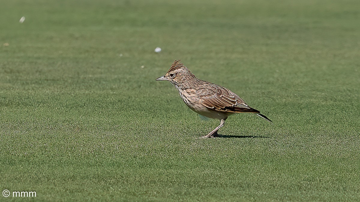 Crested Lark - ML642479626
