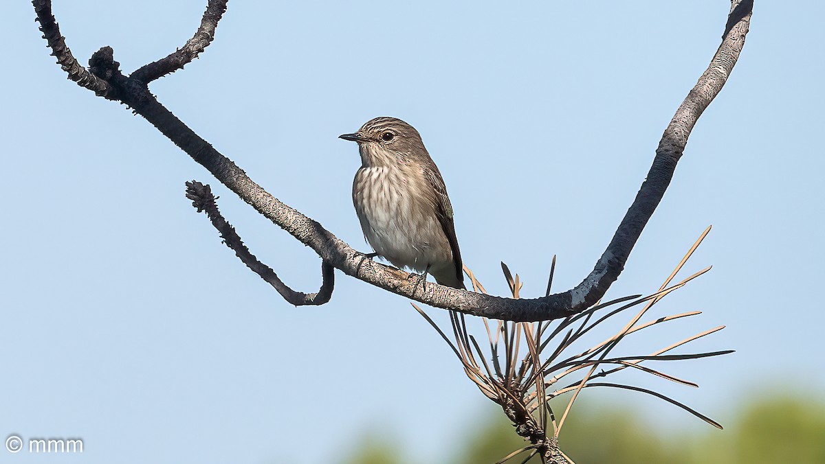 Spotted Flycatcher - ML642479634
