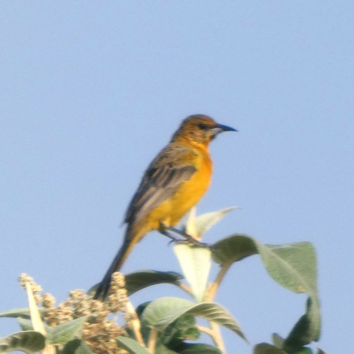 Black-vented Oriole - ML642479652