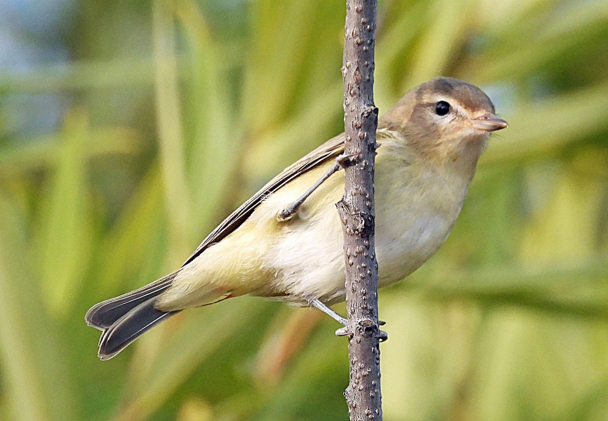 Sängervireo - ML642479667