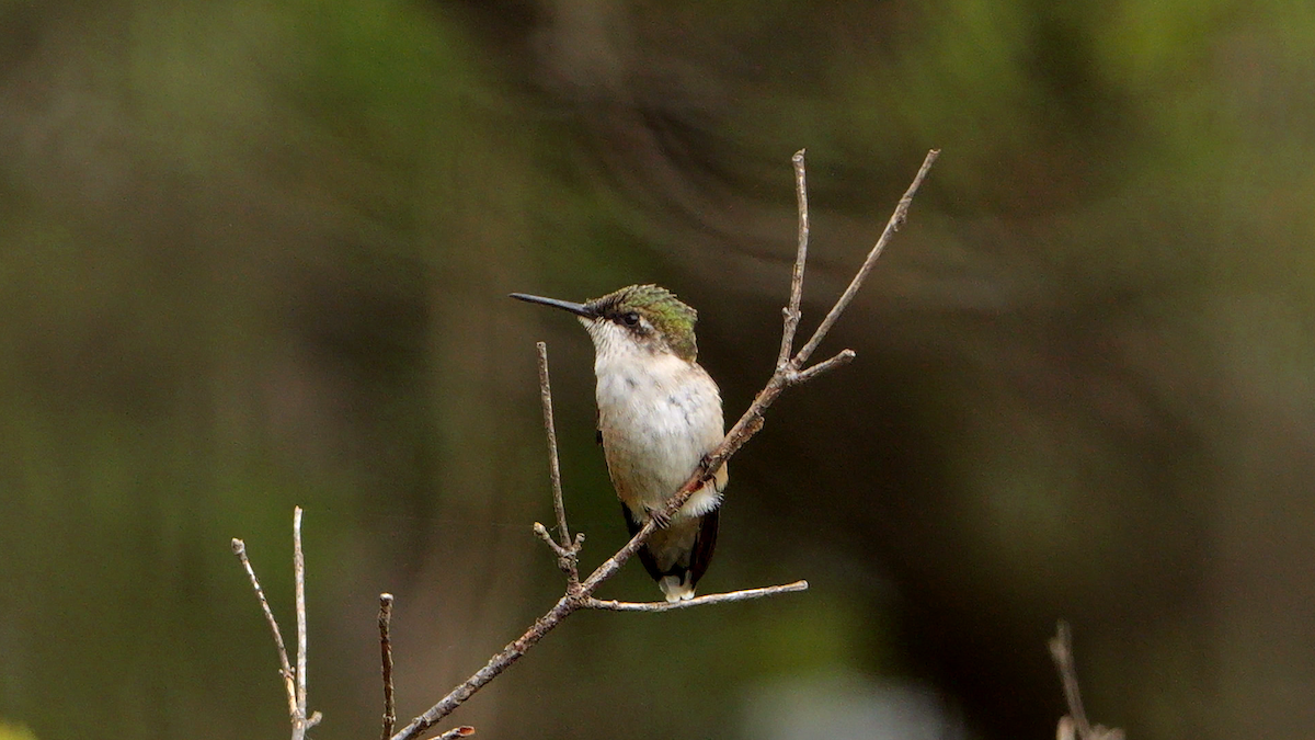 kalypta rubínohrdlá - ML642479668