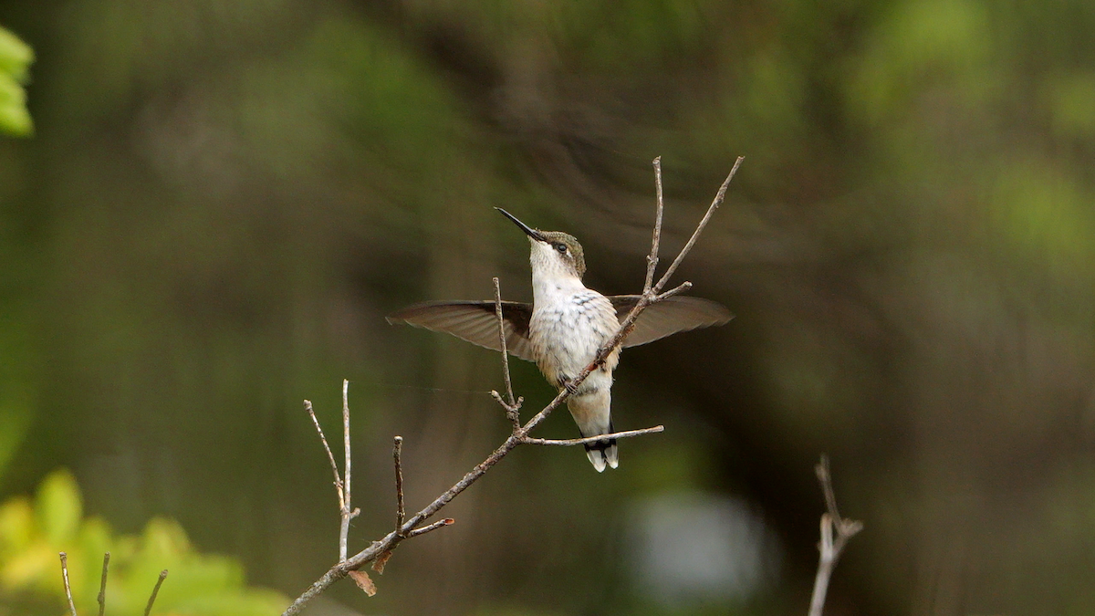 kalypta rubínohrdlá - ML642479670
