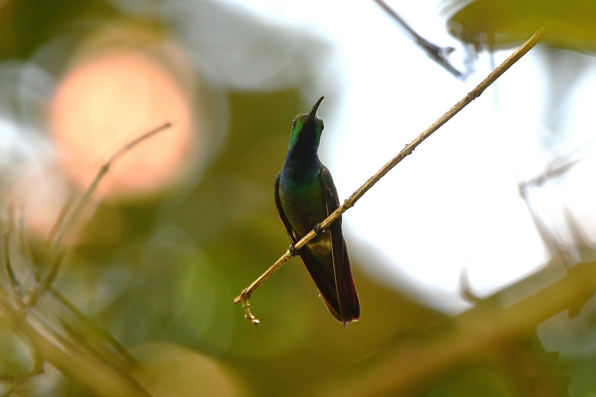 Grünbrust-Mangokolibri - ML642479677