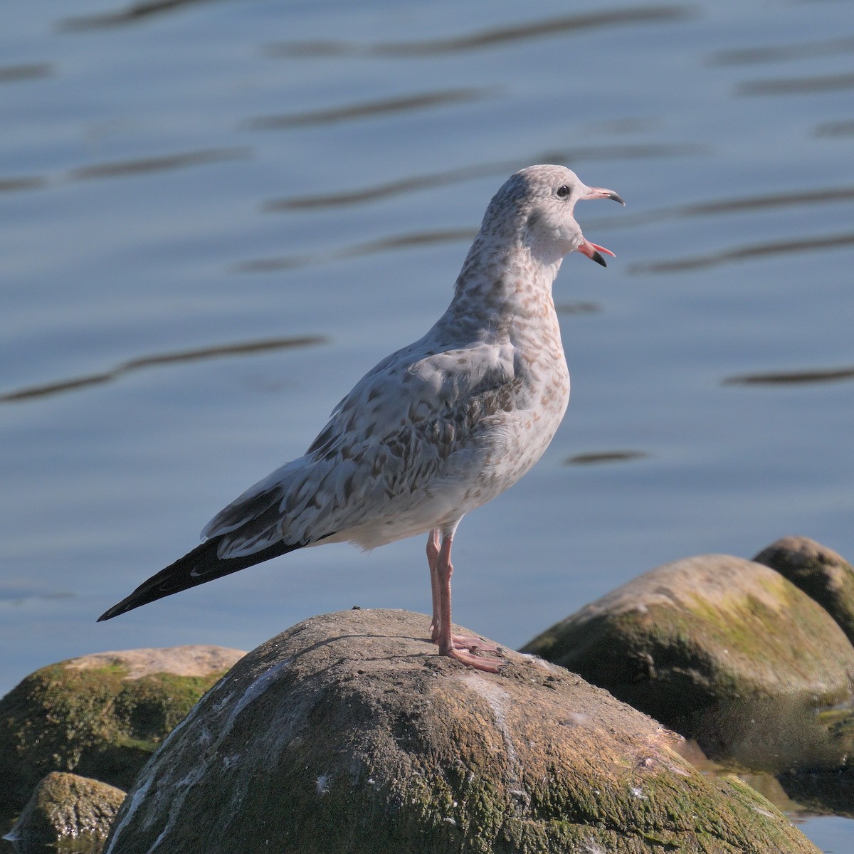 Ring-billed Gull - ML642479700