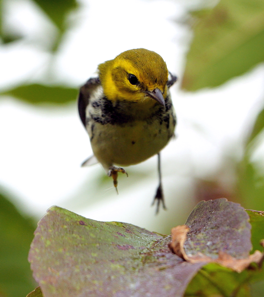 lesňáček proužkoboký - ML642479708