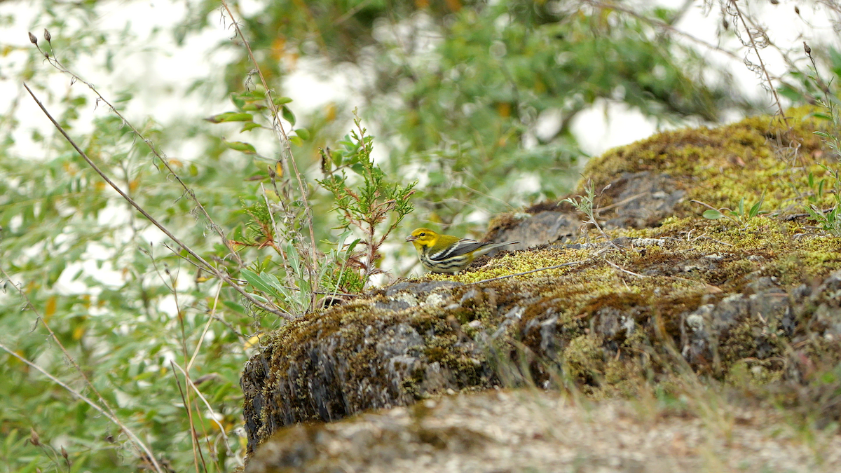 lesňáček proužkoboký - ML642479710