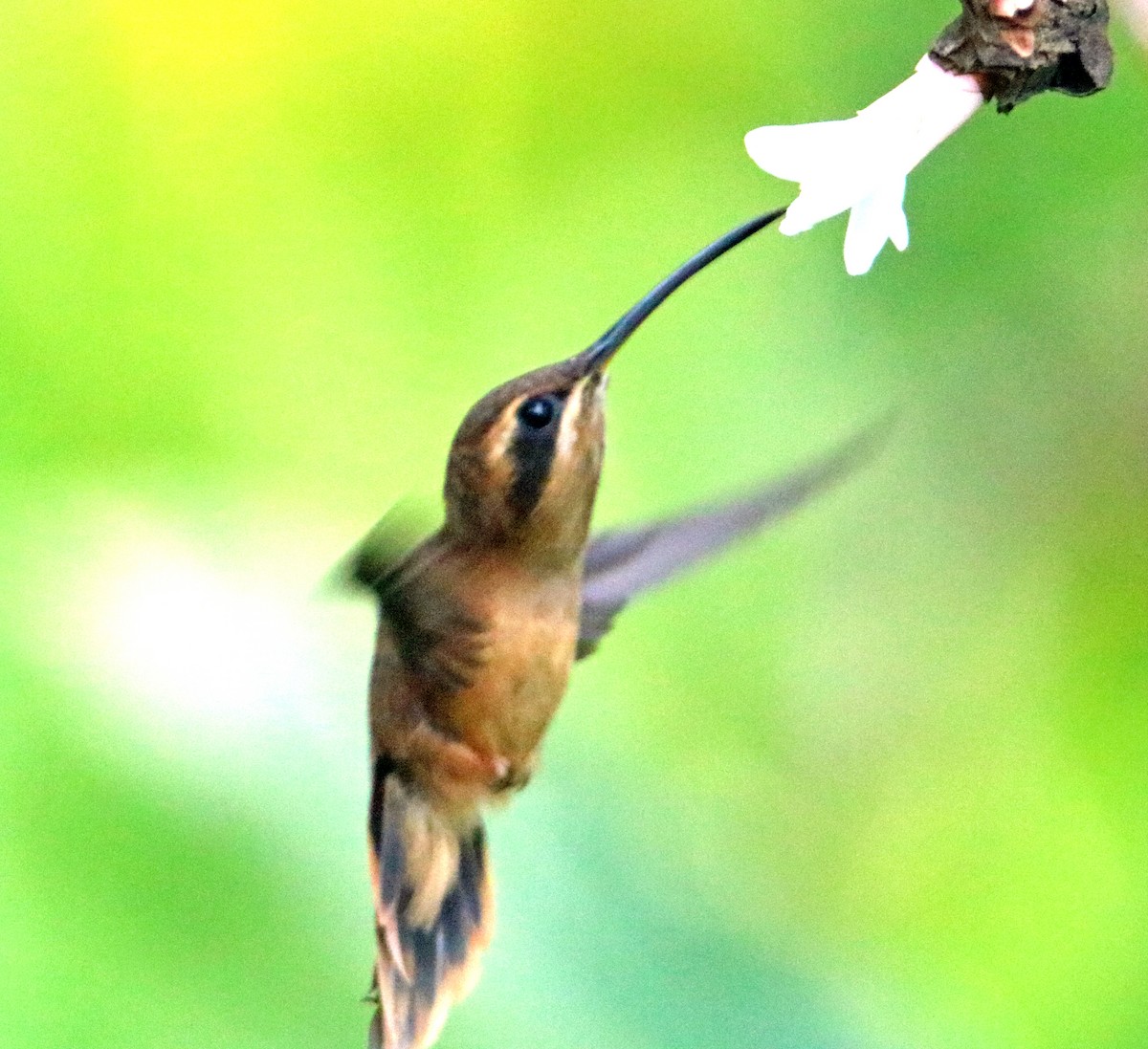 Stripe-throated Hermit - ML642479716
