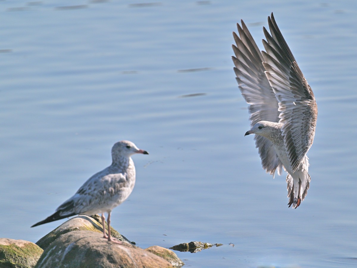 Ring-billed Gull - ML642479717