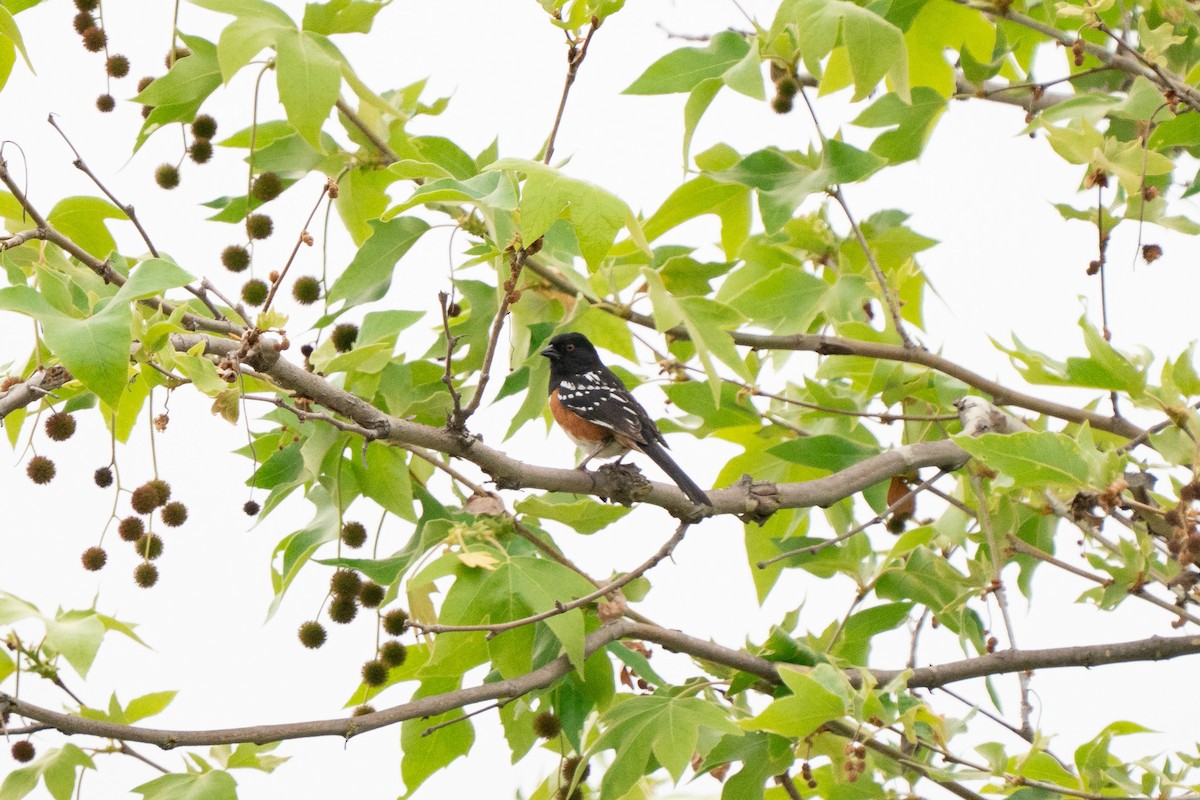 Spotted Towhee - ML642479752