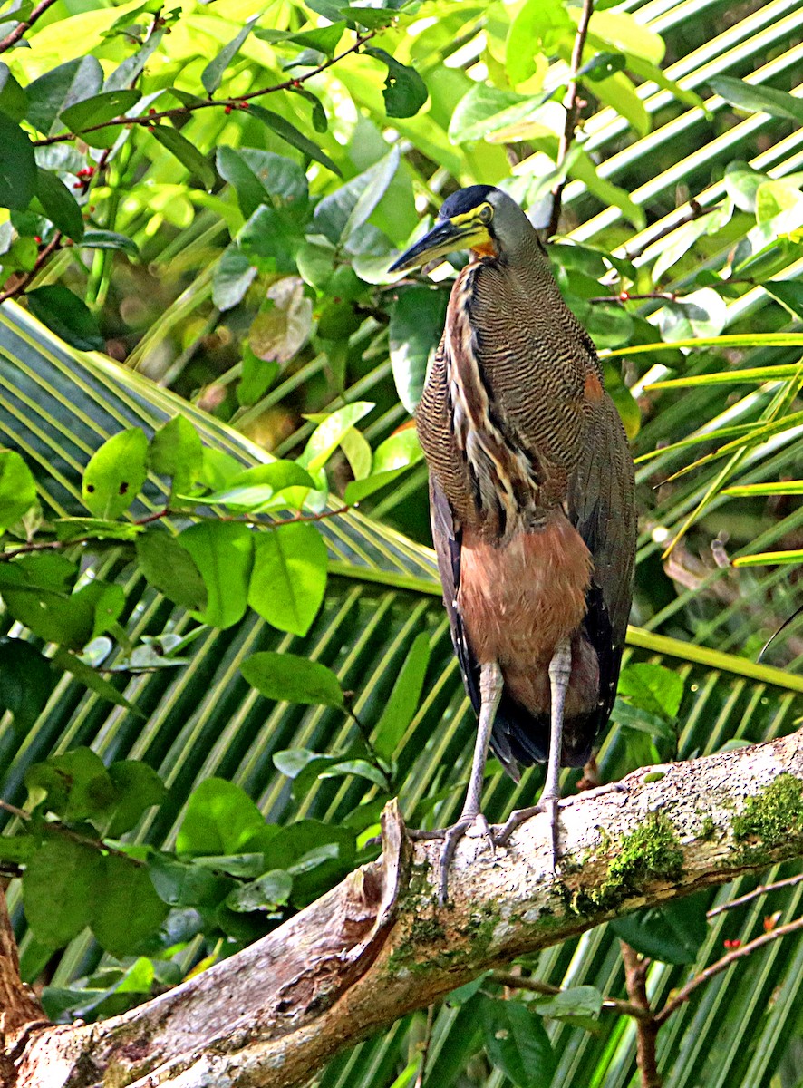 Bare-throated Tiger-Heron - ML642479812