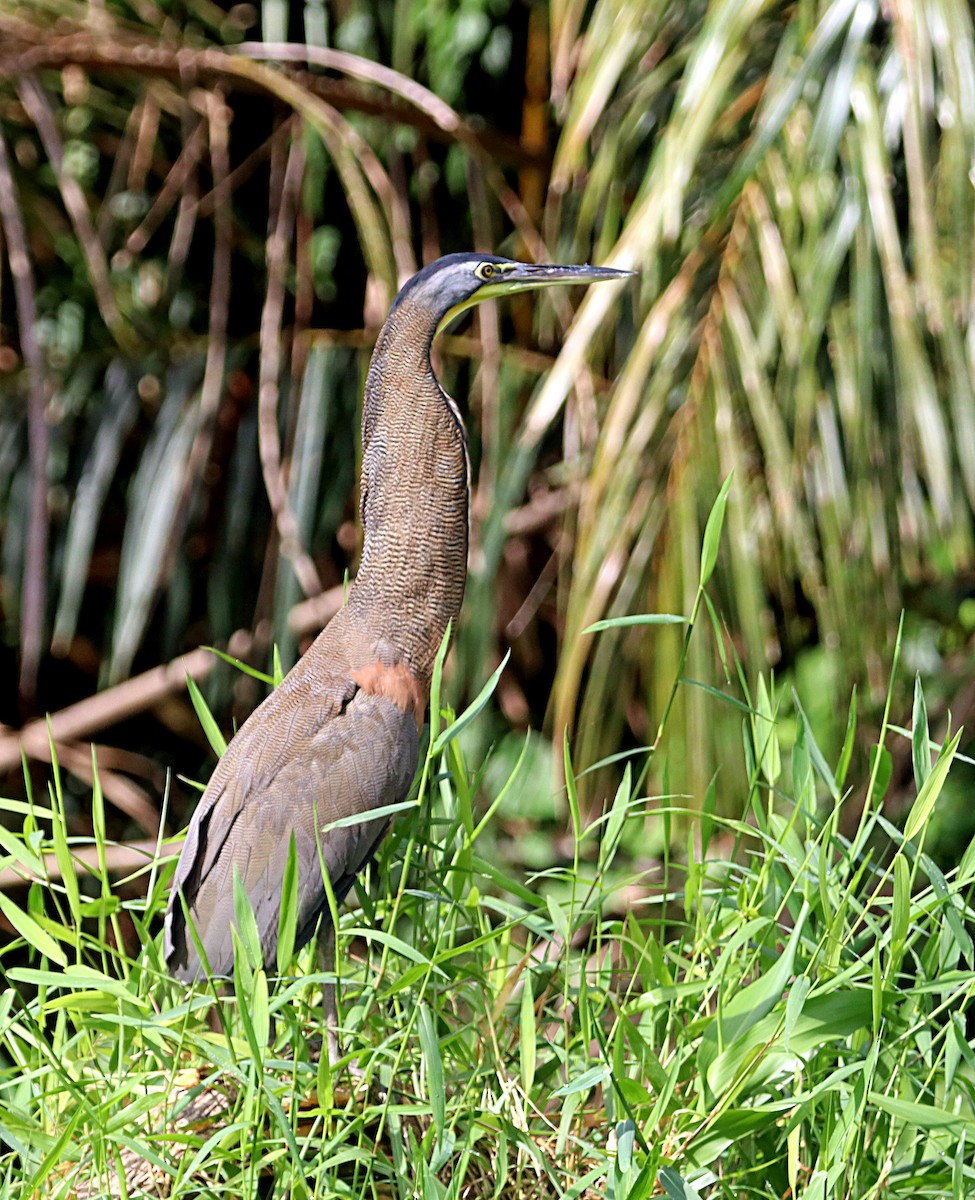 Bare-throated Tiger-Heron - ML642479813