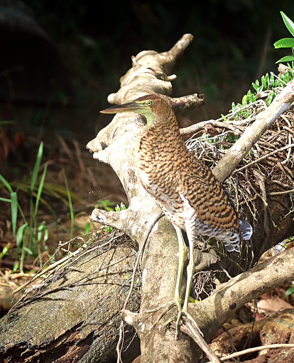 Bare-throated Tiger-Heron - ML642479814