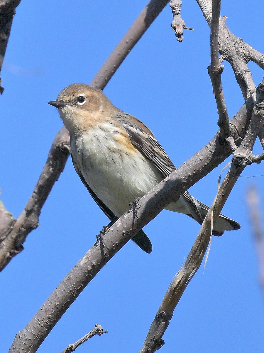 Yellow-rumped Warbler - ML642479840