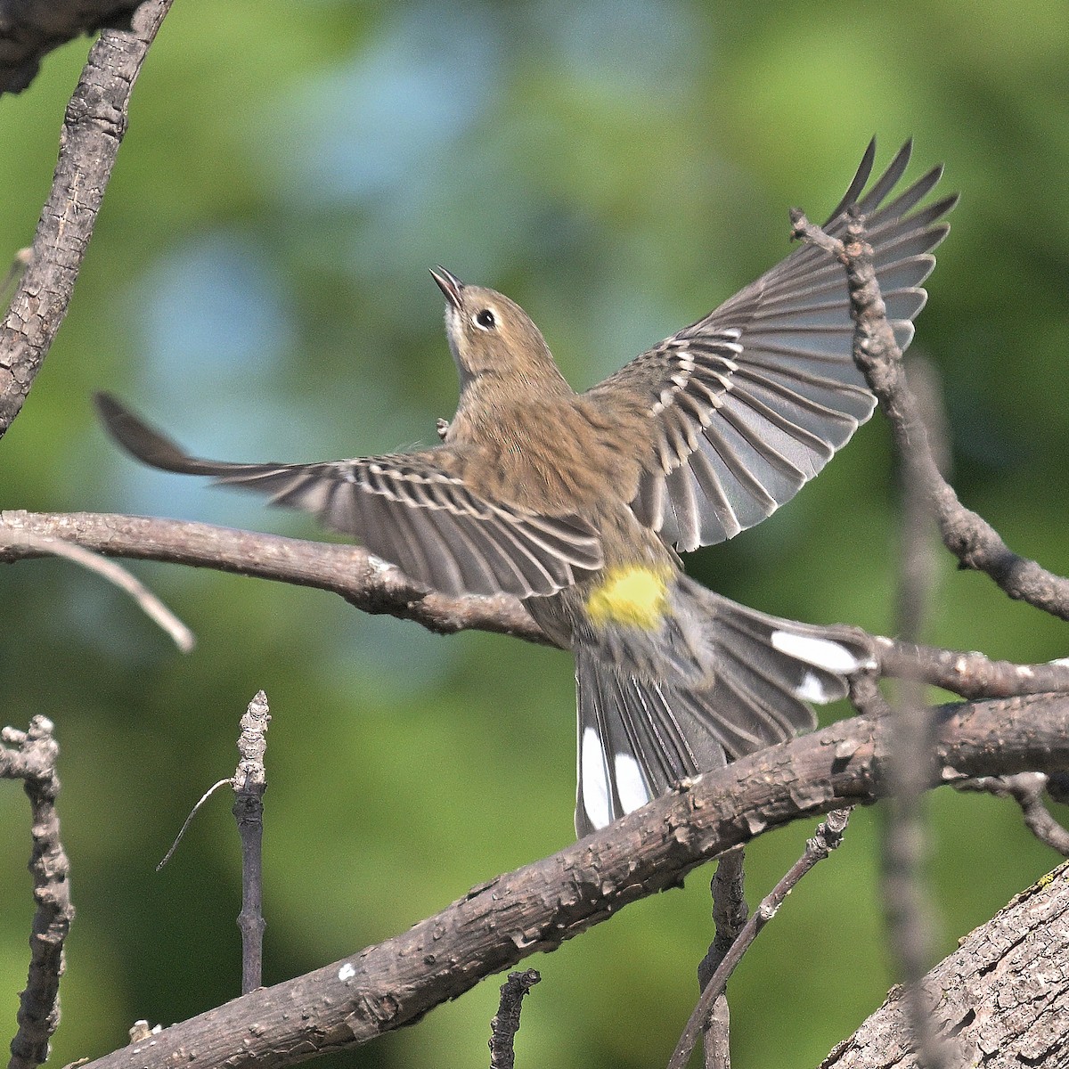 Yellow-rumped Warbler - ML642479842