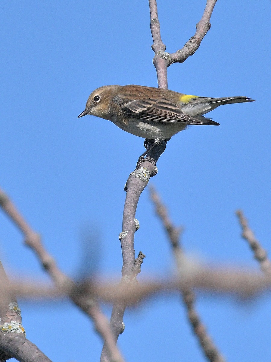 Yellow-rumped Warbler - ML642479859