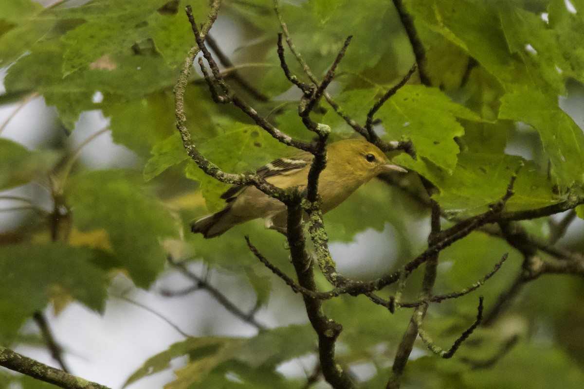 Bay-breasted Warbler - ML642479867