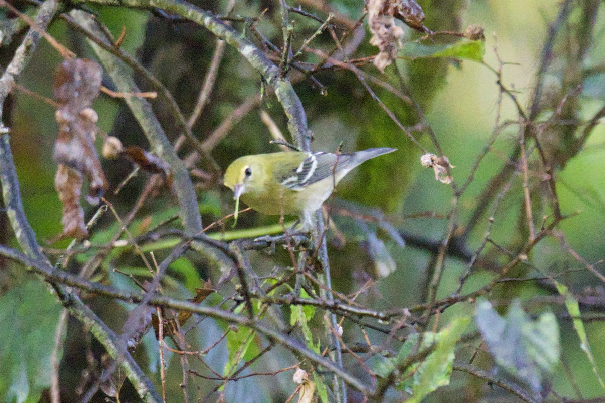 Bay-breasted Warbler - ML642479869