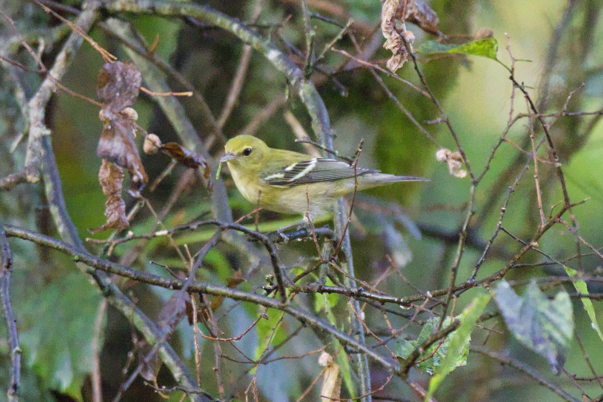 Bay-breasted Warbler - ML642479870