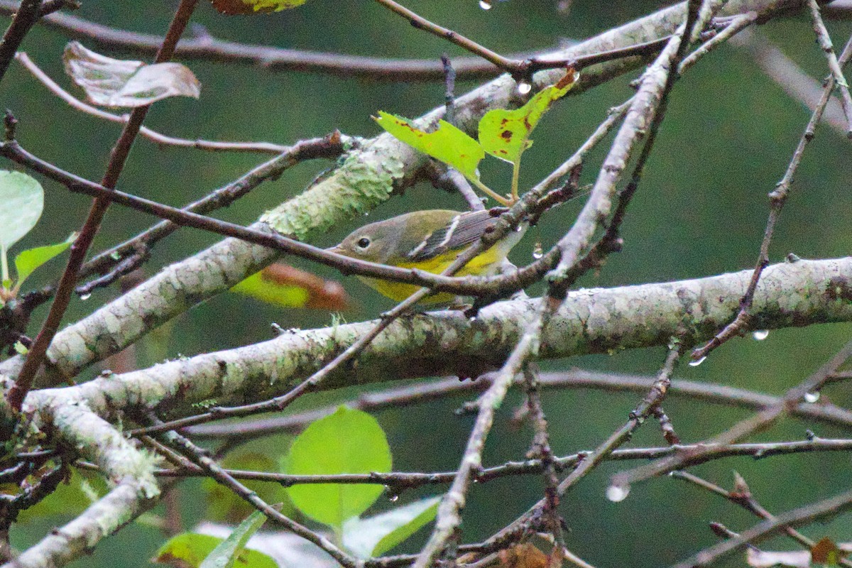 Magnolia Warbler - ML642479872