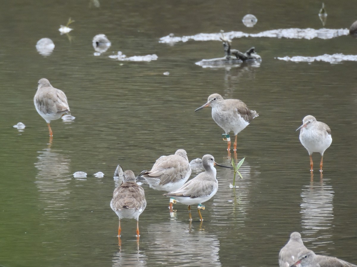 Terek Sandpiper - ML642479874