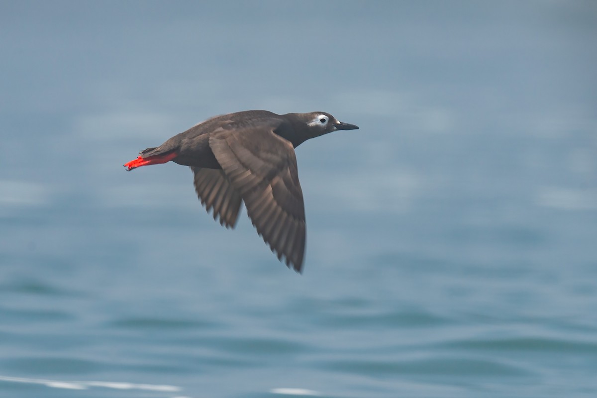 Spectacled Guillemot - ML642479892
