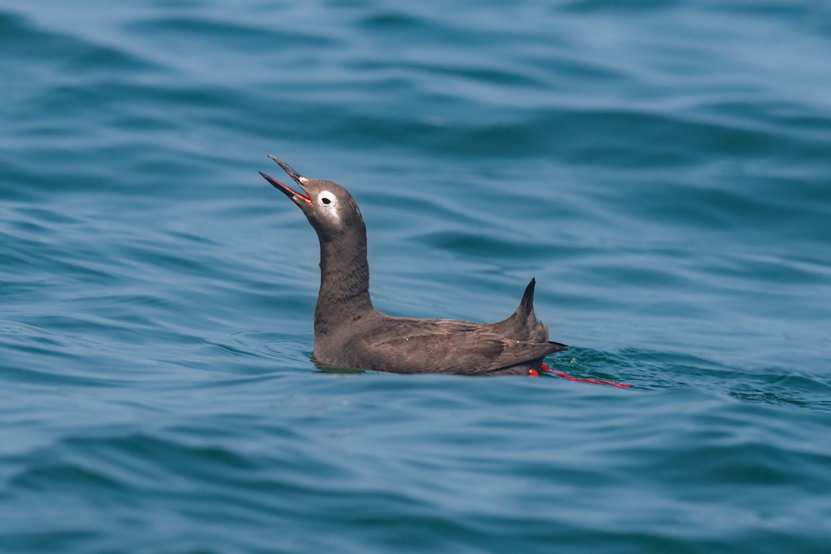 Spectacled Guillemot - ML642479893