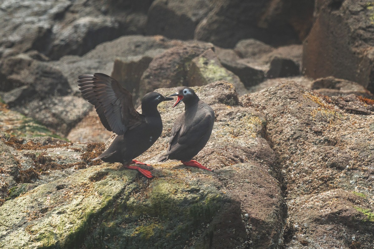 Spectacled Guillemot - ML642479894
