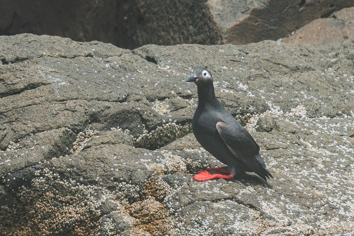 Spectacled Guillemot - ML642479895