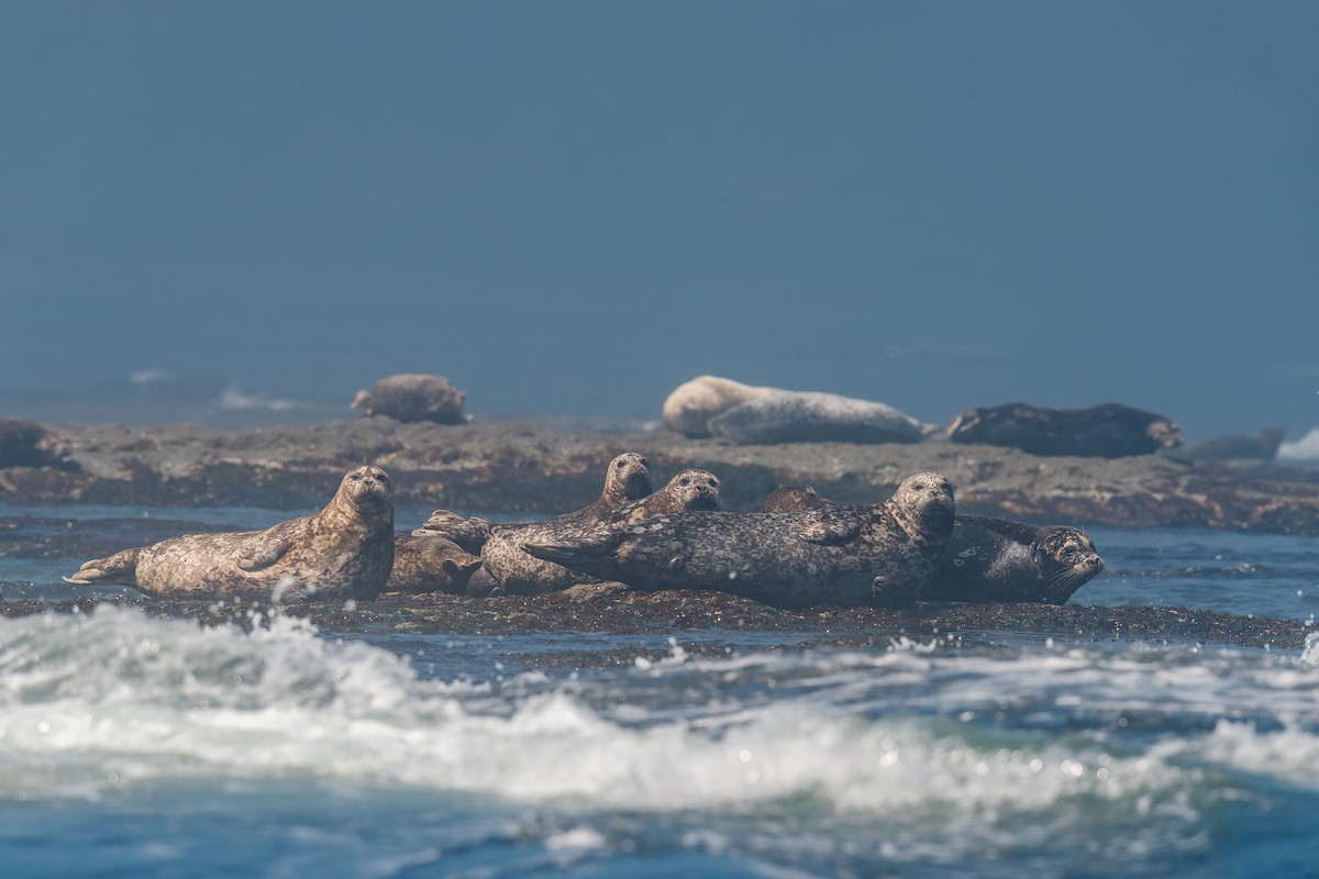 Animals - ML642479903