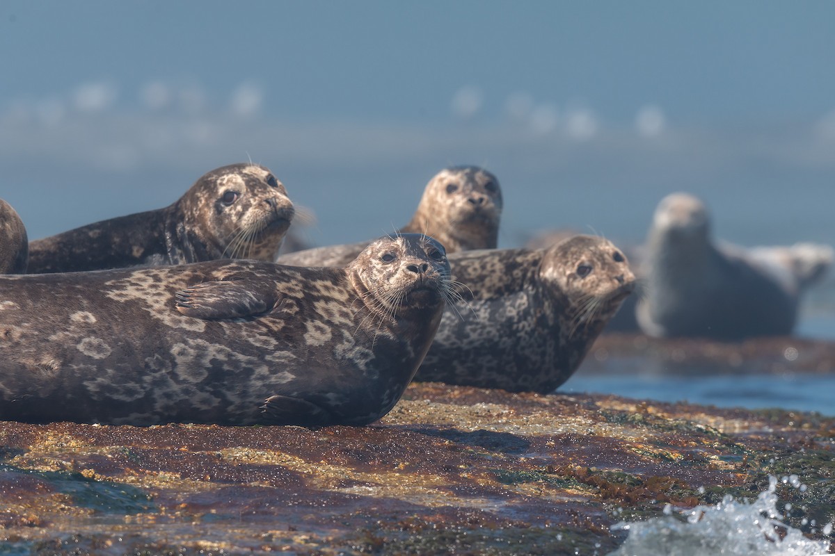 Animals - ML642479904