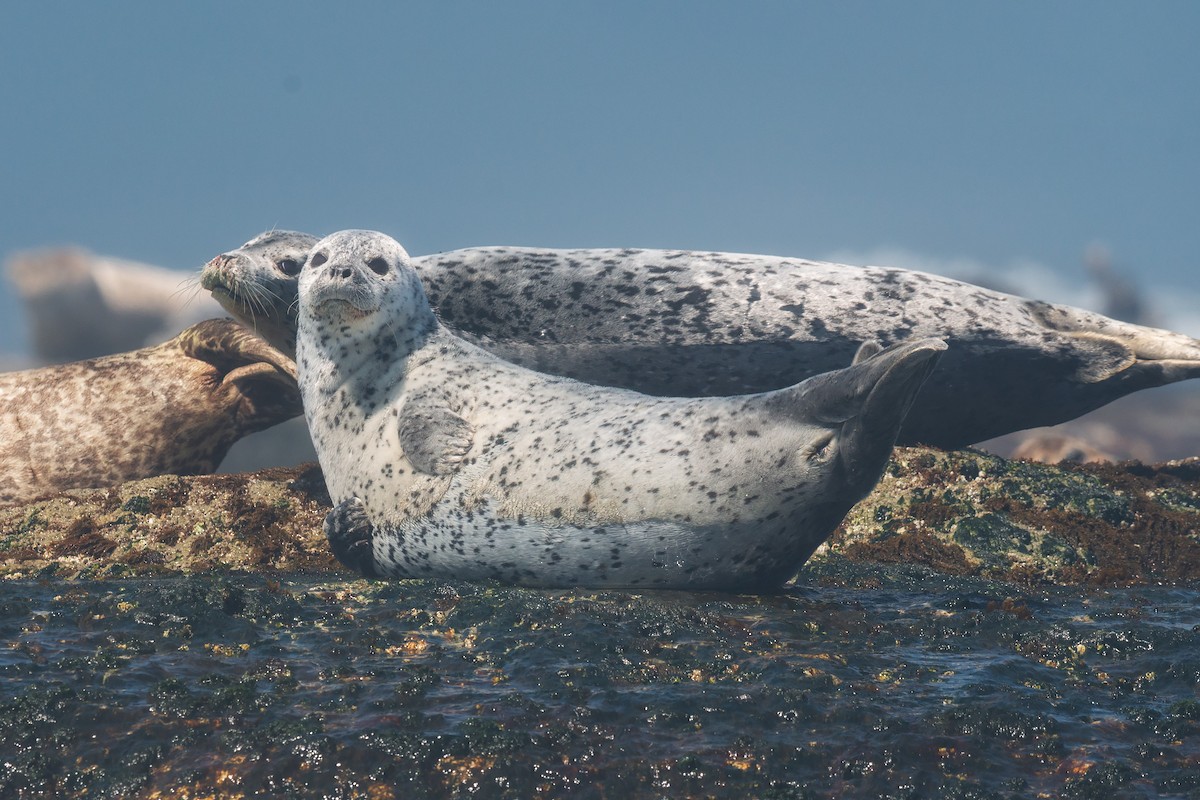 Animals - ML642479905