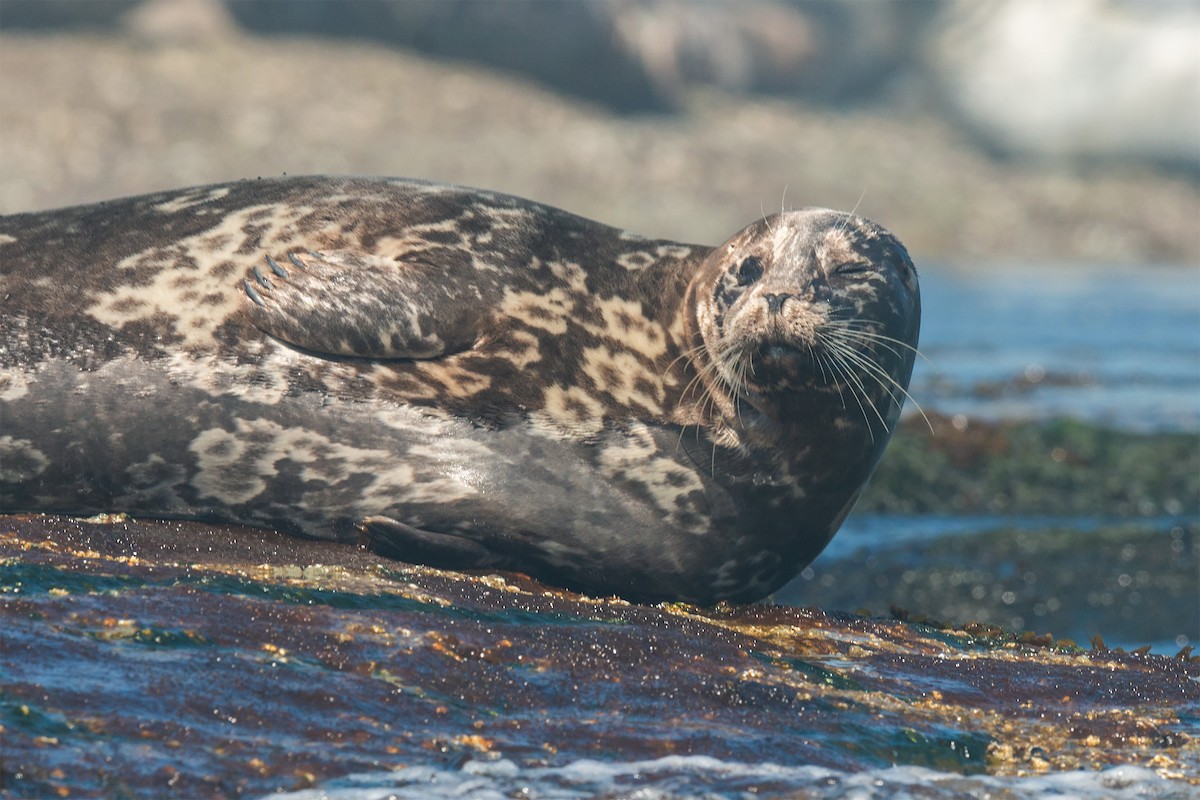 Animals - ML642479906