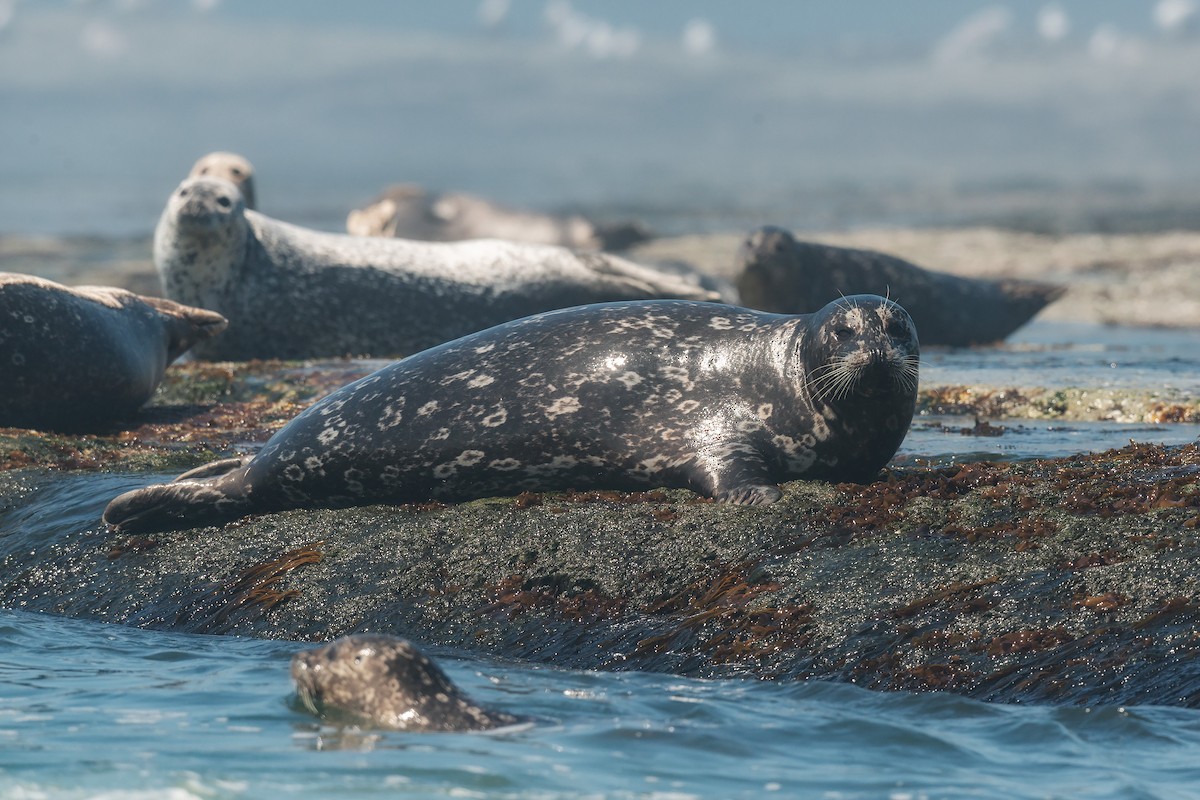 Animals - ML642479907