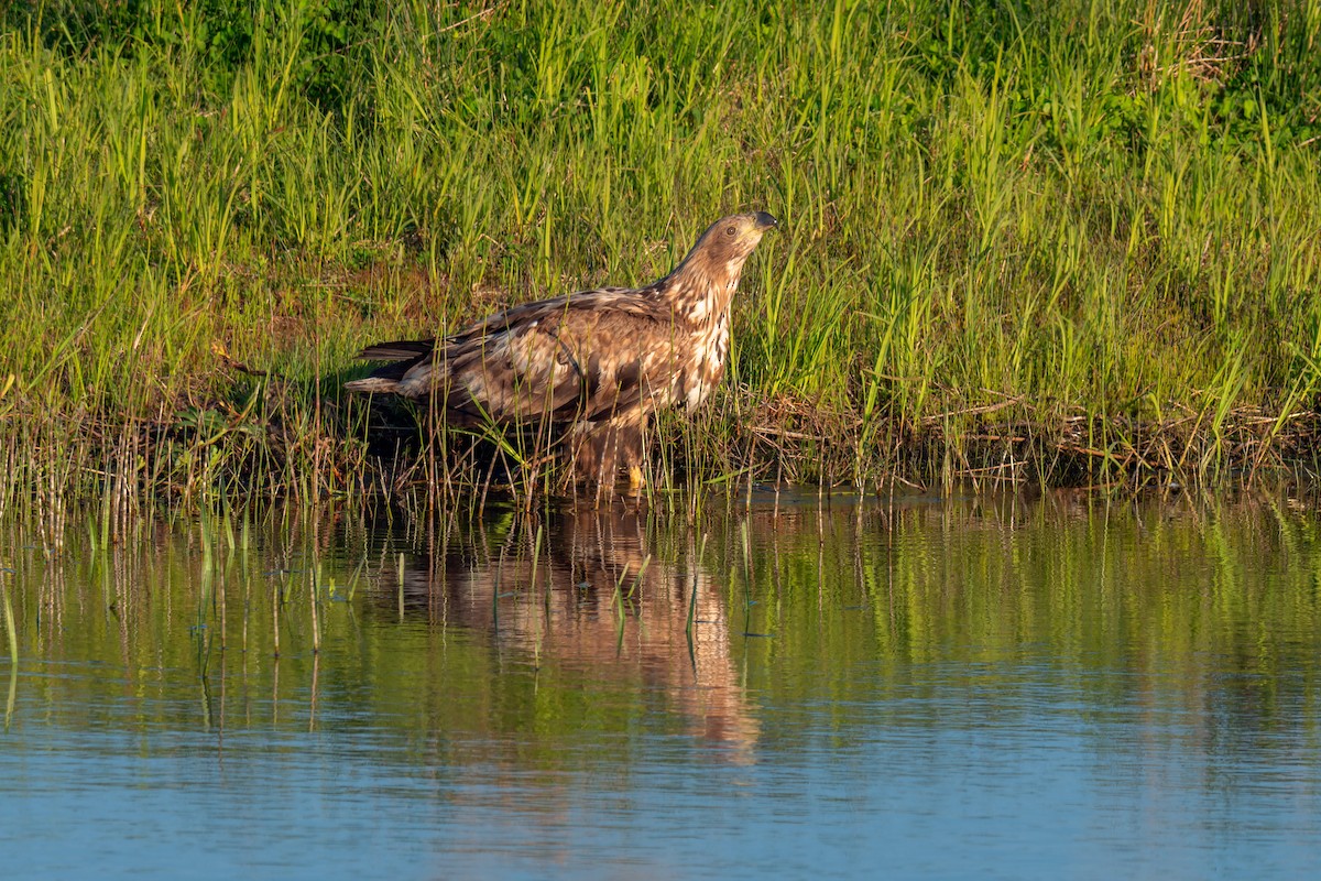 White-tailed Eagle - ML642479913