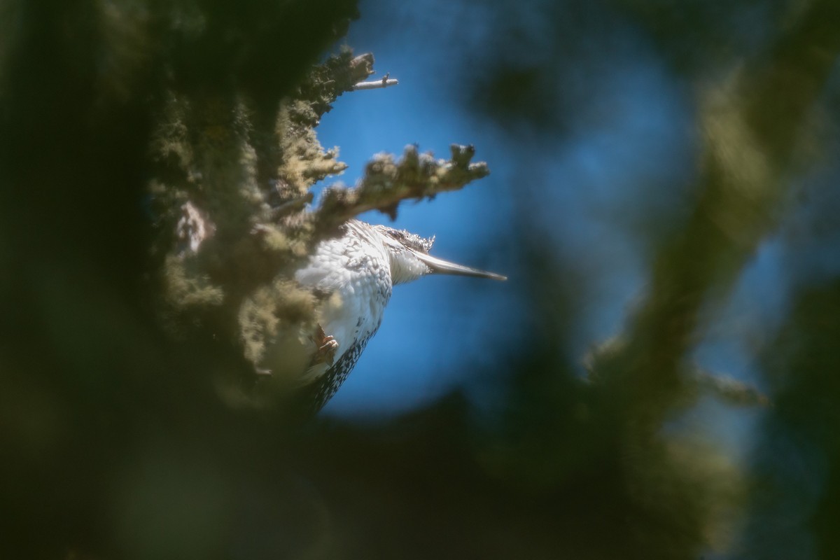 Crested Kingfisher - ML642479917