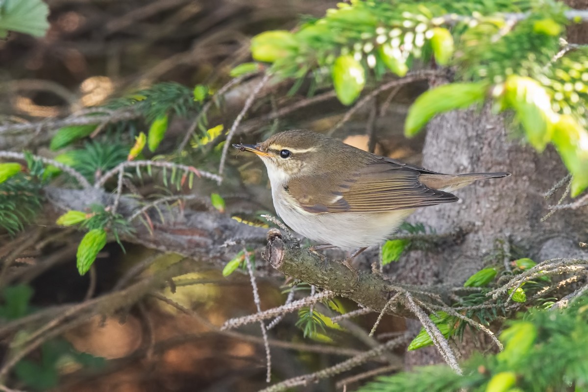 Kamchatka Leaf Warbler - ML642479921