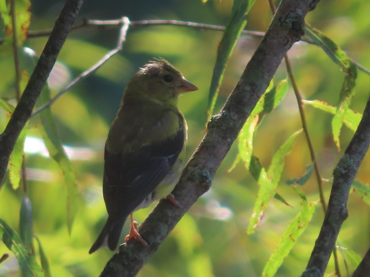 American Goldfinch - ML642479922