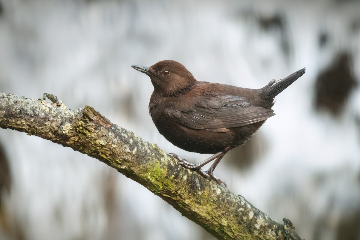 Brown Dipper - ML642479927