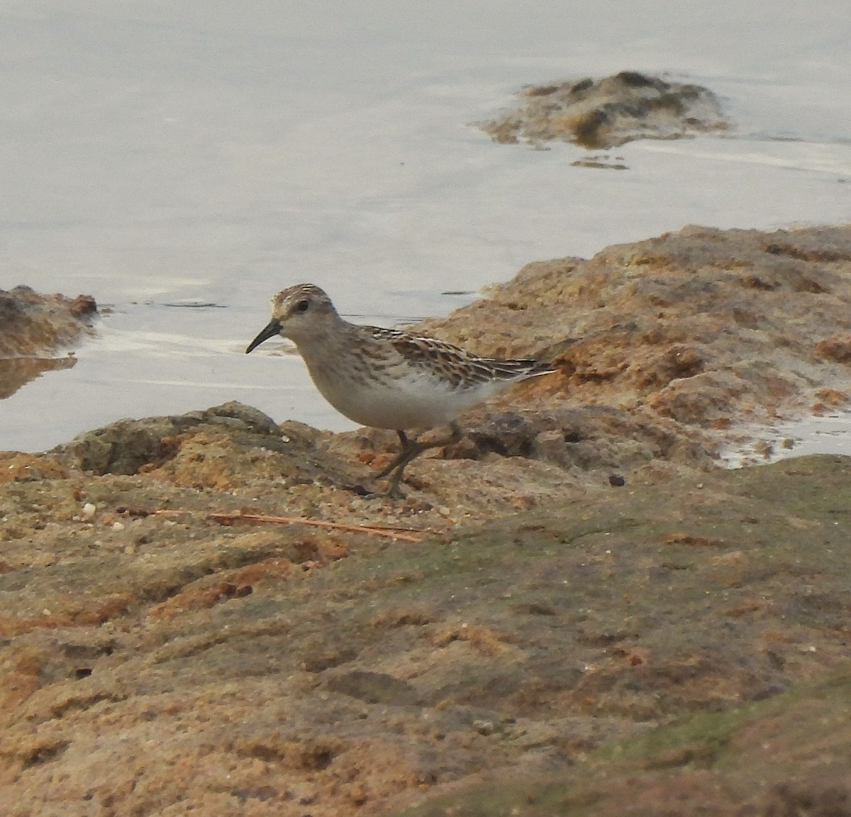 Least Sandpiper - ML642479935