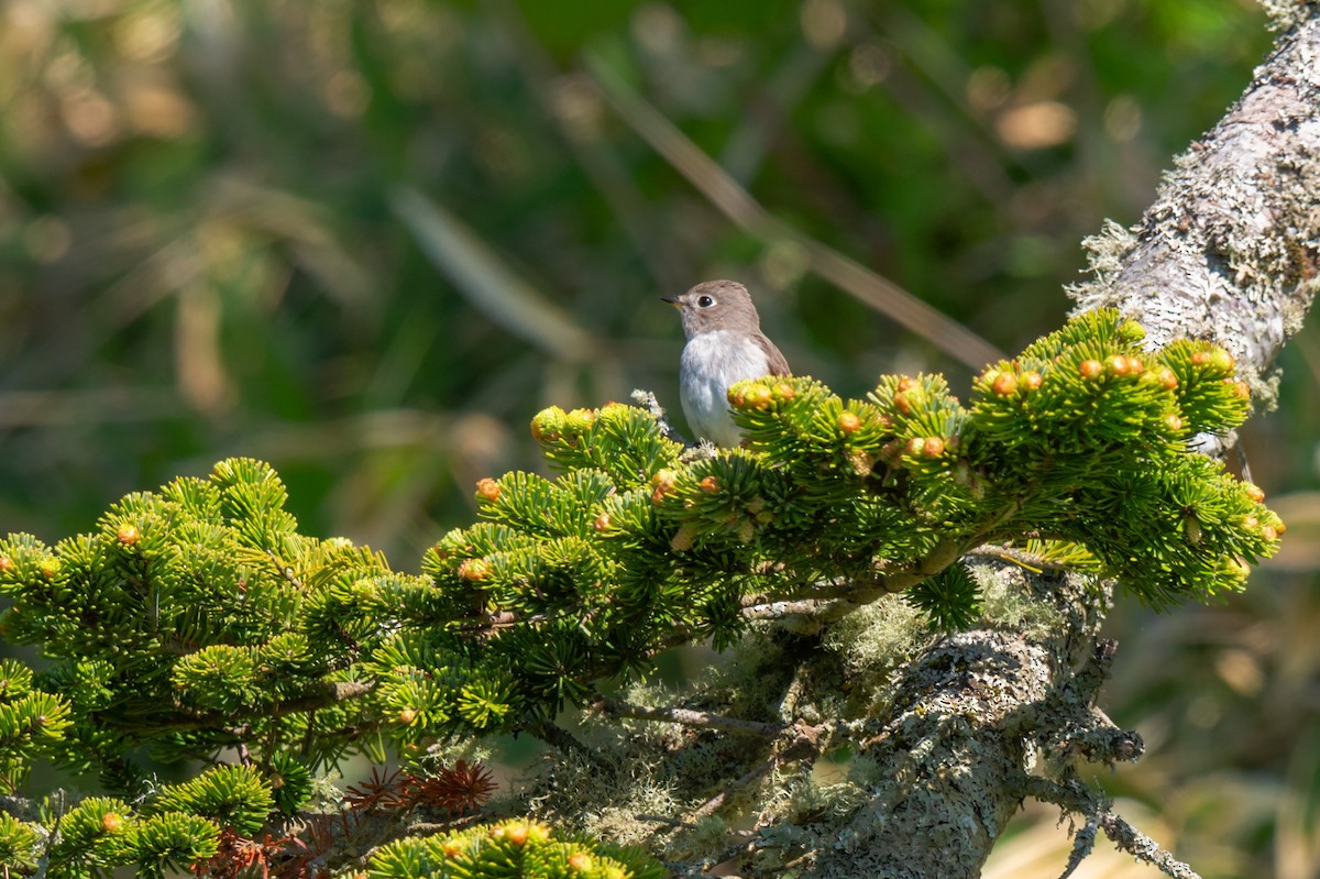 Asian Brown Flycatcher - ML642479936