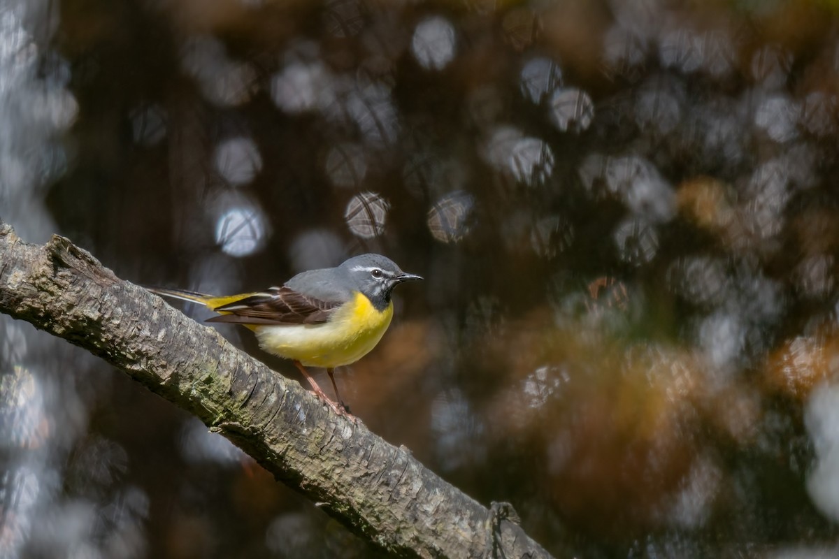 Gray Wagtail - ML642479939