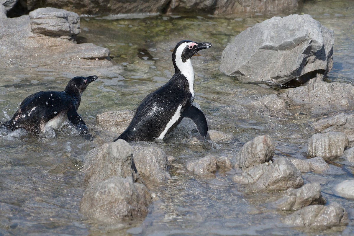 African Penguin - ML642479955
