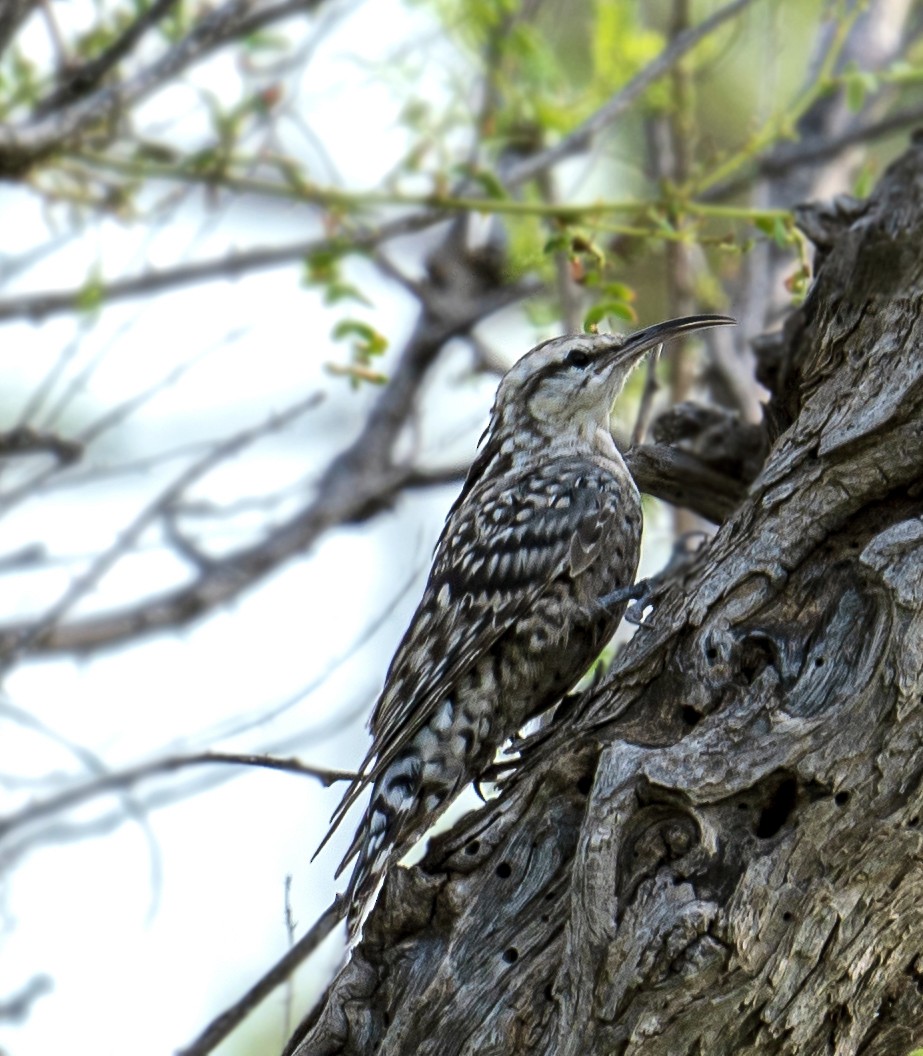 Indian Spotted Creeper - ML642479956