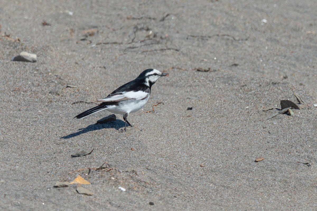 White Wagtail - ML642479963